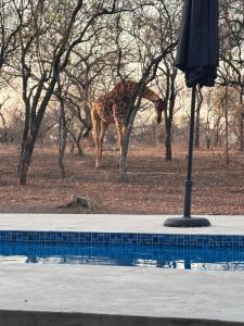 Sekwa Luxury Bush Accommodation