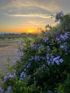 Anima SARDINIA img20