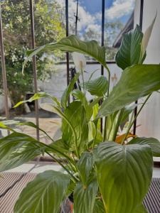 Home theater, relaxation, ideal for home office