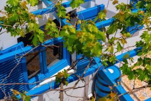 Camel Palm Collection