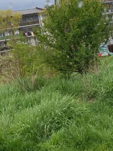 Apartment Dinoso
