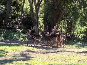 Private Ocean View Sanctuary With Wild Deer - Wollongong