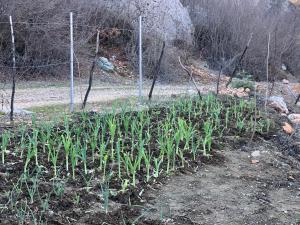 Bujtina Shpella e Plakës Çerçan