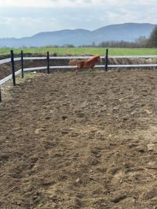 Horse Garden