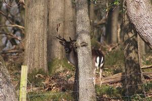 Spinney Wood Glamping