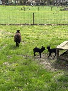 B&B Bij ons achterom Loon op Zand