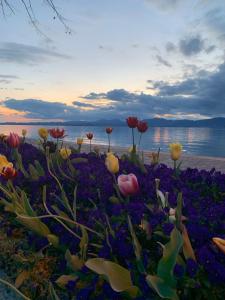 Appartamenti Limone Arancia