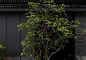 someone, kyoto by HOTEL SHE,