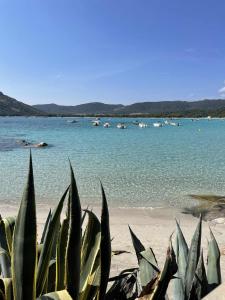 Labri Côtier on St Cyprien beach
