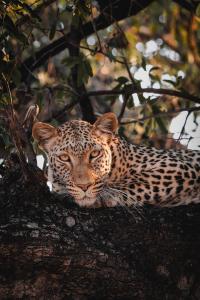 Chobe House Villa and Chalets