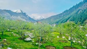 The Serene Walk - Manali