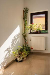 Casa Darius Cluj