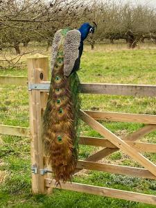 Peacock Barn