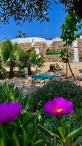 Trulli delle succulente