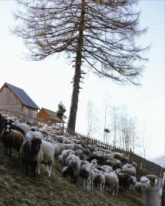 Farm Glamp Kvasy - Глемпінг в Квасах