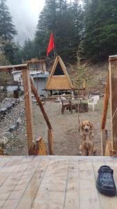 Dream Destination Camps