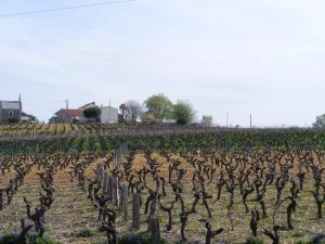 B&B / Chambres d'hotes Chambres d'Hotes Vignes et Loire : photos des chambres