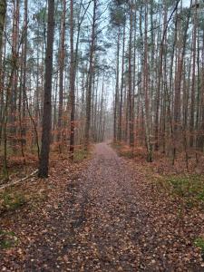 Leśna Polana
