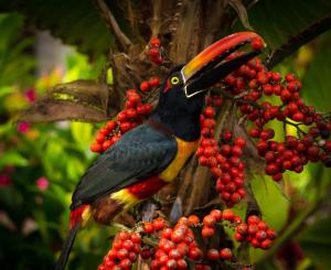 Casa Caracara top floor
