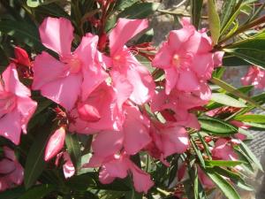 Restful Farmhouse near Forest in Vinci with Pool