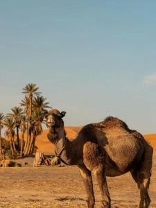 Moha Luxury Desert Camps