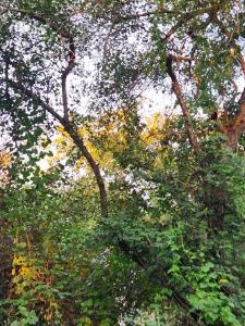Mcable bush Retreat