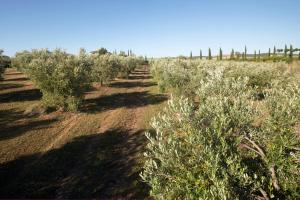 Podere La Sassicaia con Piscina