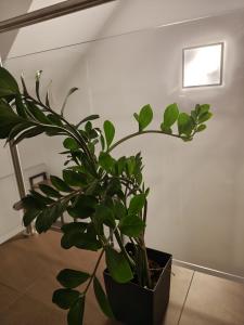 Przystań Na Apartament w Sercu Pienin