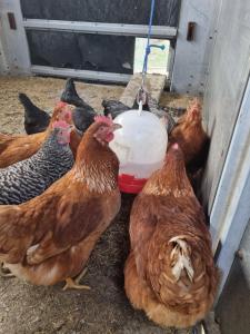 Ferien auf dem Bergrbauernhof Falider