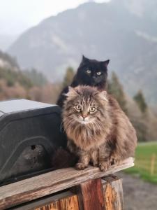 Ferien auf dem Bergrbauernhof Falider