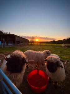 The Secret Garden Glamping Devon