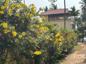 Lilies Garden