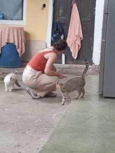 House the Cats