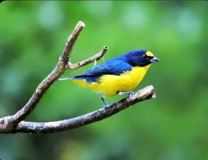 Cabañas y Senderos El Triunfo
