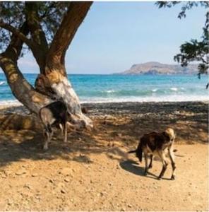 Villa Sfinari Beach and Harbor