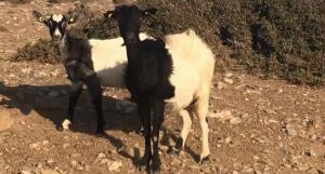 Villa Sfinari Beach and Harbor