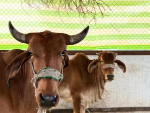 The Peepal mud homes farm stay