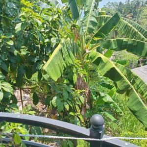 Kandy Fortress- Free Pick up From Kandy City