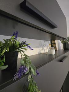 Central Studio, Romană