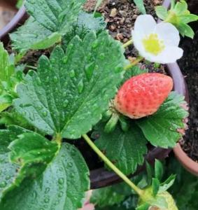 Nuwara Eliya Holiday strawberry home
