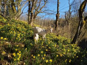 Jolie roulotte tsigane en pleine nature