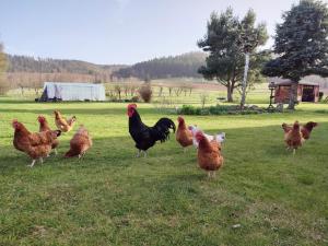 Agroturystyka Pod Leszczyną