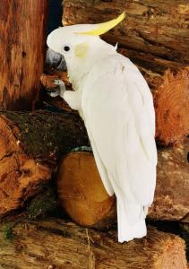 Jolie roulotte tsigane en pleine nature