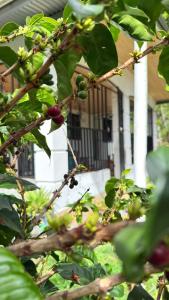 Bambito´s Café & Hostel