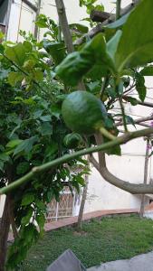 Casa Annalí - House and garden by the Amalfi Coast