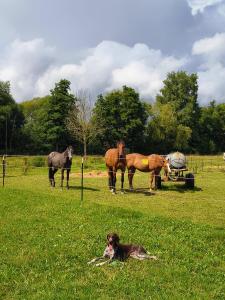 B&B Westernreiten K&K