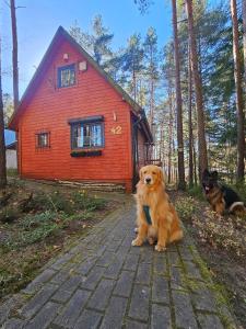Domek w lesie przy jeziorze Kamień