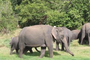 Yala Mobile Camping-Inside the National Park