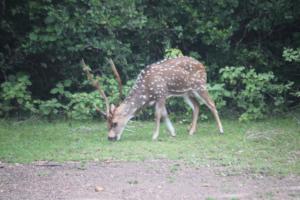 Yala Mobile Camping-Inside the National Park