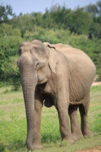Yala Mobile Camping-Inside the National Park